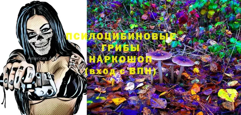 Псилоцибиновые грибы Psilocybine cubensis Северодвинск